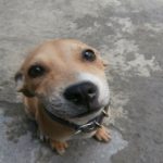 Compreende o que o seu cão lhe diz?